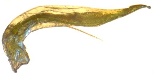 Réf. 294 524 : Sciodrepoides watsoni